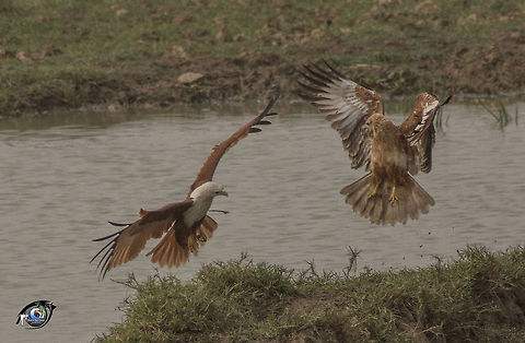 Fight for Food Two kites fighting for prey at Mangalajodi Black Kite,Brahminy Kite,Brahminy kite,Fall,Geotagged,Haliastur indus,India