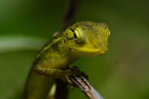 Garden Lizard Backyard guest at my house at  Bordi Calotes versicolor,Geotagged,India,Oriental Garden Lizard,Summer,lizard