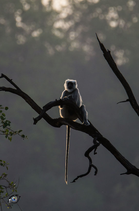 An Evening in Jungle Captured at Jim Corbett National Park while returning from the Tiger Safari Geotagged,India,Monkeys,Northern plains gray langur,Semnopithecus entellus,Silhoutte,Spring