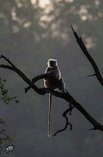 An Evening in Jungle Captured at Jim Corbett National Park while returning from the Tiger Safari Geotagged,India,Monkeys,Northern plains gray langur,Semnopithecus entellus,Silhoutte,Spring
