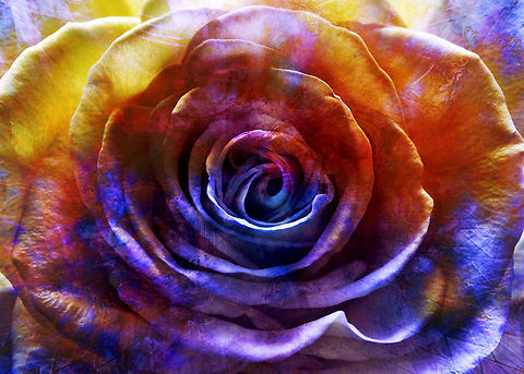 Spectrum of Beauty For this photo i have creatively edited this photo of an English rose to show many different colors and to show that beauty can be unique and diverse in many ways. I shot this photo in studio conditions to get the ultimatum quality out of the rose. I shot it with a Pentz K-r, F-stop f/8, Exposure time 1/80 sec, ISO speed ISO-320, Focal Length 40mm, and i used a macro lens filter.  Flora,Pentax,beauty,color,colour,flower,macro,nature,rose,still-life