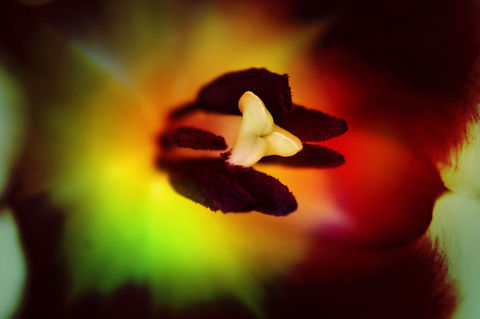 the center of what blooms I shot this image in studio conditions to get the perfect shot. I used a macro filter on my lense to get a very close up shot of the pollen to show the part of the flower to produces life. i did very little editing to this photo as it came out perfectly.  Closeup,Macro,Pentax,Tulip,color,flower,nature,pollen