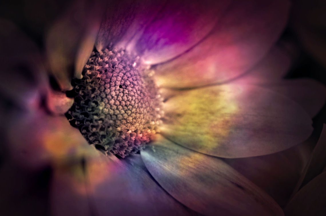Natural sweetness I shot this photo in studio conditions, to get the best lighting for the picture to show the full potential the flower has. i used a macro filter to get in very close to the fine detail of the flower. I edited this photo to show a more abstract meaning of beauty and to symbolise that the beauty of nature is not just through seeing but through our other senses like smell and touch.    Beauty,Flora,Macro,flower,nature,senses