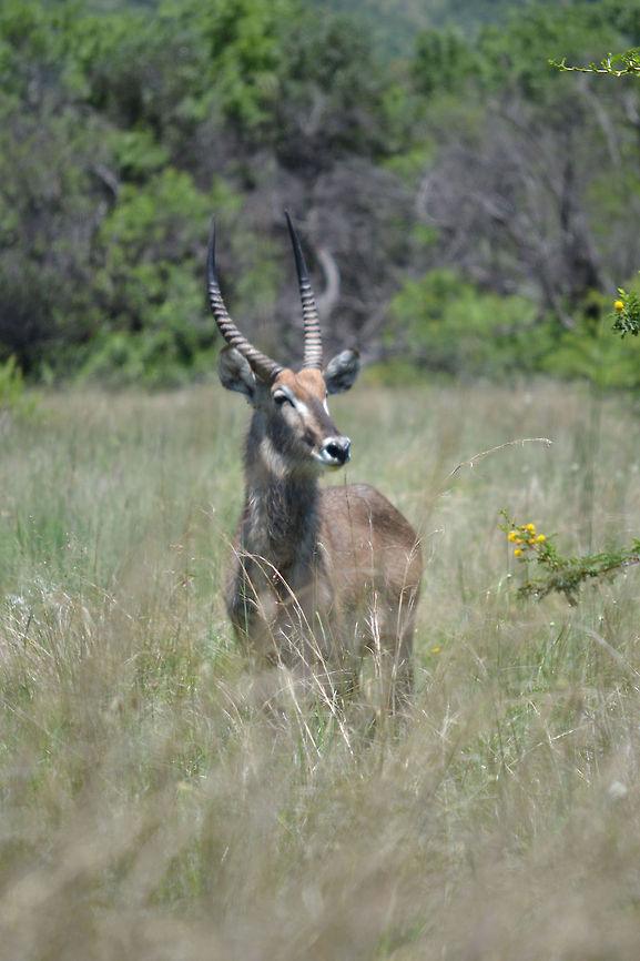 Alert!! WaterBuck Kobus ellipsiprymnus,Waterbuck