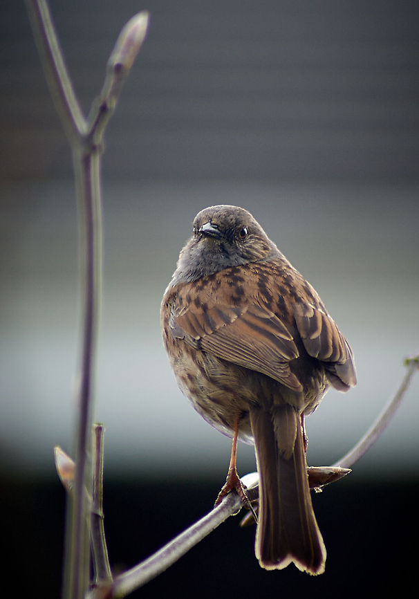 Dunnock Spotted in my garden in the south of England.  Dunnock,Geotagged,Prunella modularis,United Kingdom