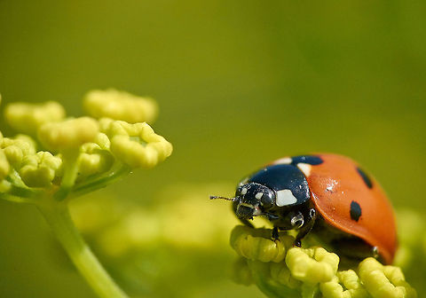 ladybird (7 spot)  7-spot Ladybird,Coccinella septempunctata,Geotagged,Seven-spot ladybird,United Kingdom