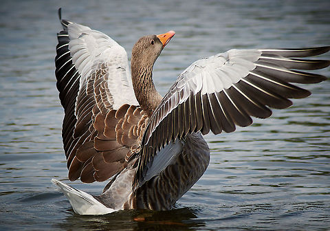 Greylag goose  Anser anser,Geotagged,Greylag Goose,United Kingdom