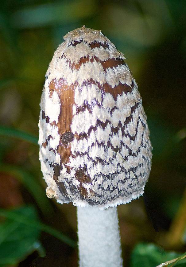 Magpie Fungus  Coprinopsis picacea,Geotagged,United Kingdom
