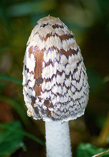 Magpie Fungus  Coprinopsis picacea,Geotagged,United Kingdom