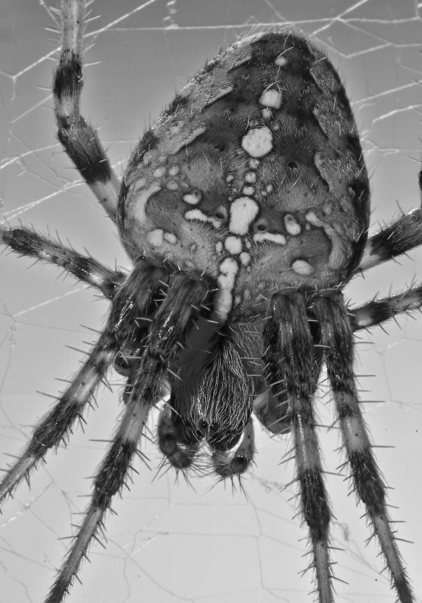 European Garden Spider  Araneus diadematus,European garden spider,Geotagged,United Kingdom