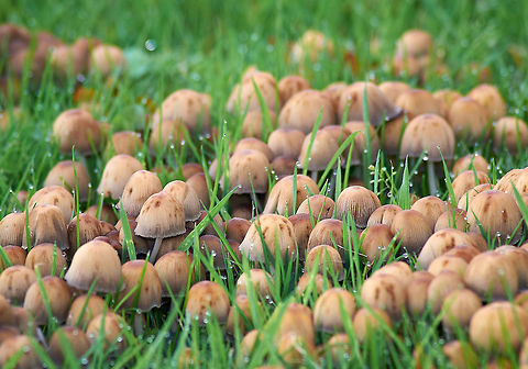 Coprinellus micaceus  Coprinellus micaceus,Fungi,Geotagged,Mushrooms,United Kingdom,mushroom