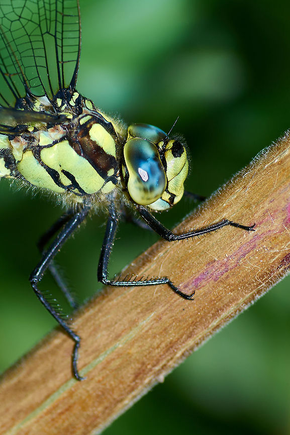 Southern hawker  Aeshna cyanea,Geotagged,Southern Hawker,United Kingdom