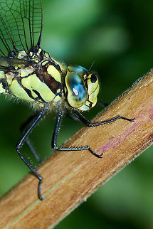 Southern hawker  Aeshna cyanea,Geotagged,Southern Hawker,United Kingdom
