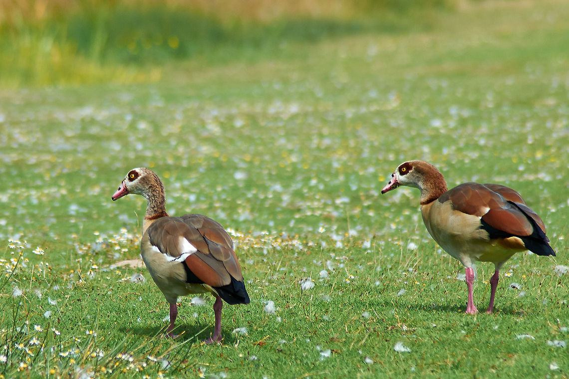 Egyptian Goose  Alopochen aegyptiacus,Egyptian Goose,Geotagged,United Kingdom