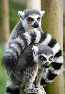 Ring-tailed Lemur  Geotagged,Lemur catta,Ring-tailed lemur,United Kingdom