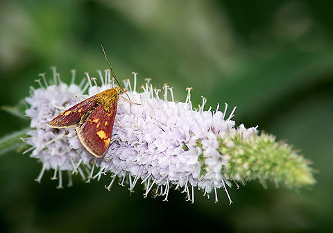 mint moth  Geotagged,Pyrausta aurata,United Kingdom