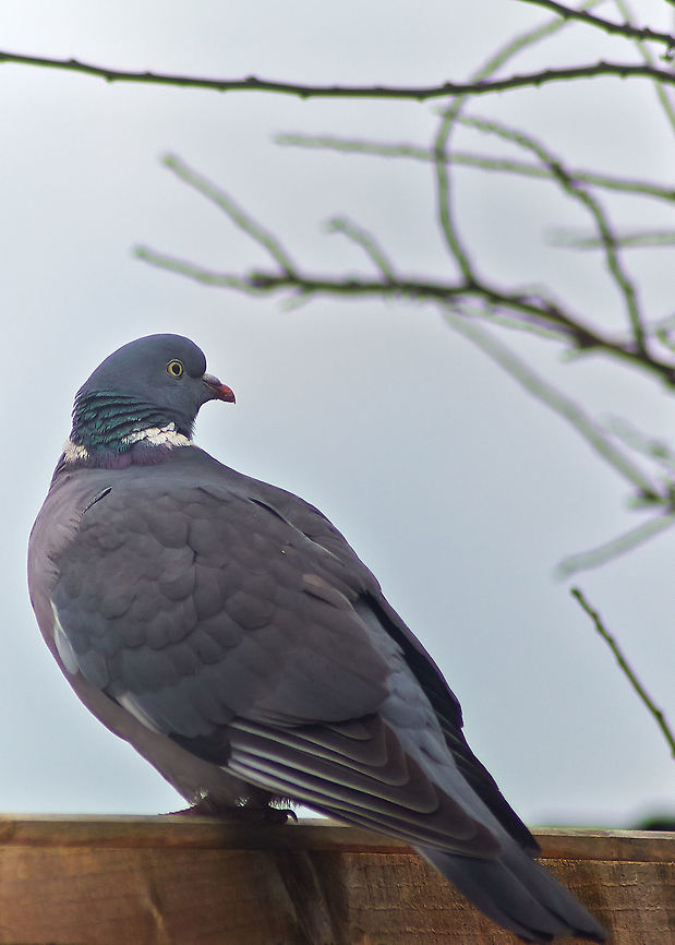 Wood Pigeon  Columba palumbus,Common Wood Pigeon,Geotagged,United Kingdom,Winter