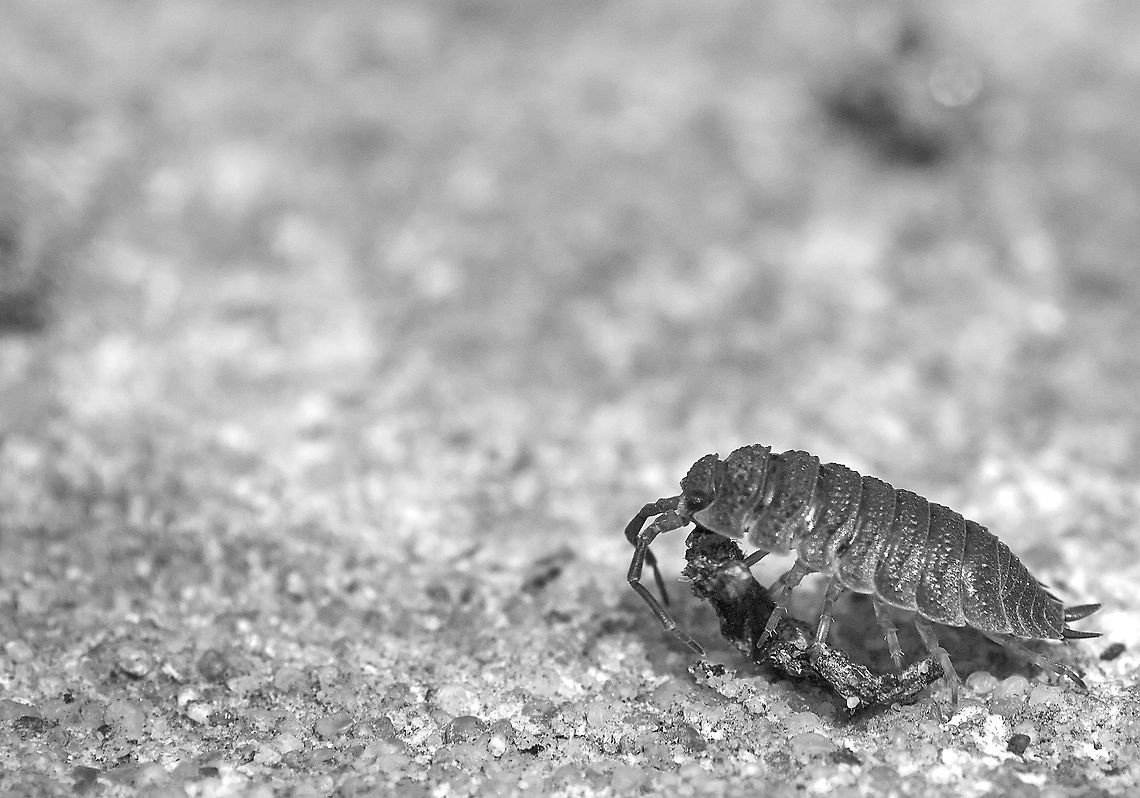 woodlouse  Geotagged,Porcellio scaber,Rough woodlouse,Spring