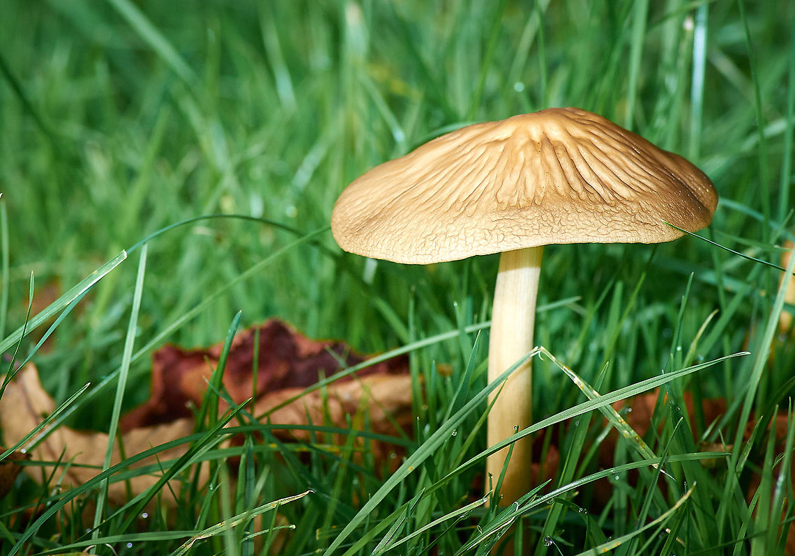 mushroom