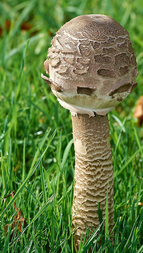 Parasol mushroom  Fall,Geotagged,Macrolepiota procera,Parasol mushroom,United Kingdom