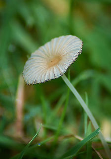 Marasmius siccus  Fall,Geotagged,Marasmius siccus,United Kingdom