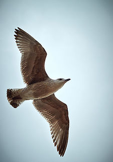 Juvenile Herring gull A Flying Seagull European Herring Gull,Larus argentatus