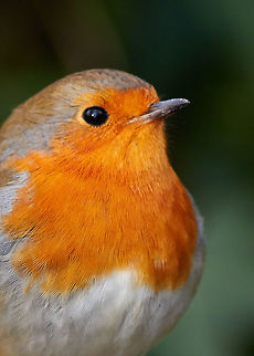 Robin A robin looking for food during the winter months. Erithacus rubecula,European Robin