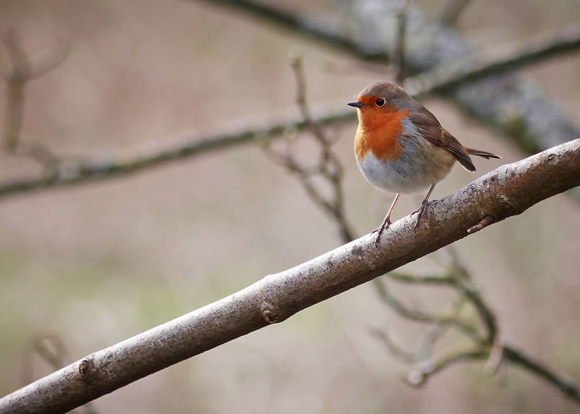 Robin Robin looking For Food During Cold winter Months Erithacus rubecula,European Robin