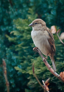 Dunnock Perching in a domestic garden bush Dunnock,House sparrow,Passer domesticus,Prunella modularis