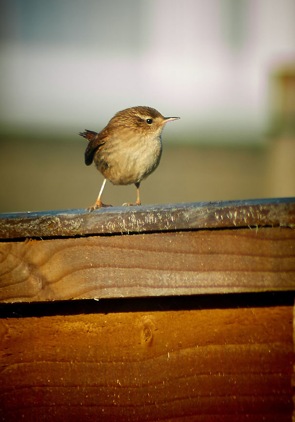 Wren A wren Perched garden Fence Eurasian Wren,Troglodytes troglodytes