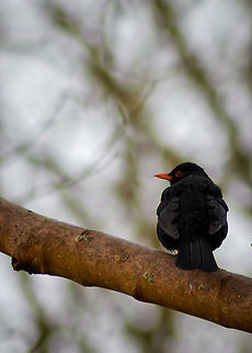 Blackbird Male blackbird in a Tree Common Blackbird,Turdus merula