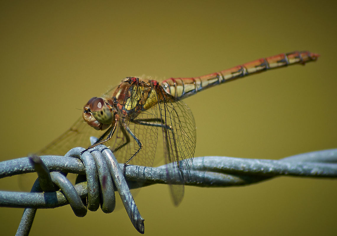 Common Darter Dragonfly Dragonfly At Rest Common Darter,Sympetrum striolatum