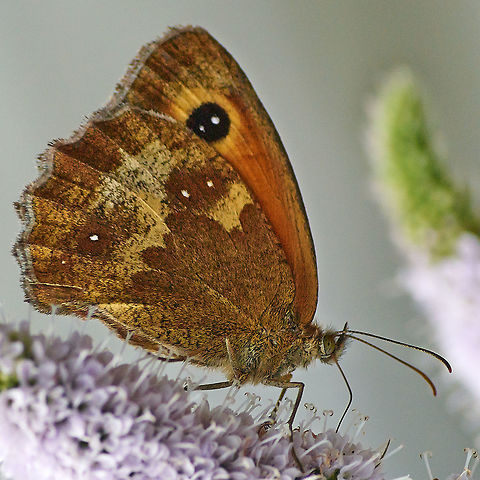 Gatekeeper Butterfly Gatekeeper Butterfly on Mint Flowers Gatekeeper,Pyronia tithonus