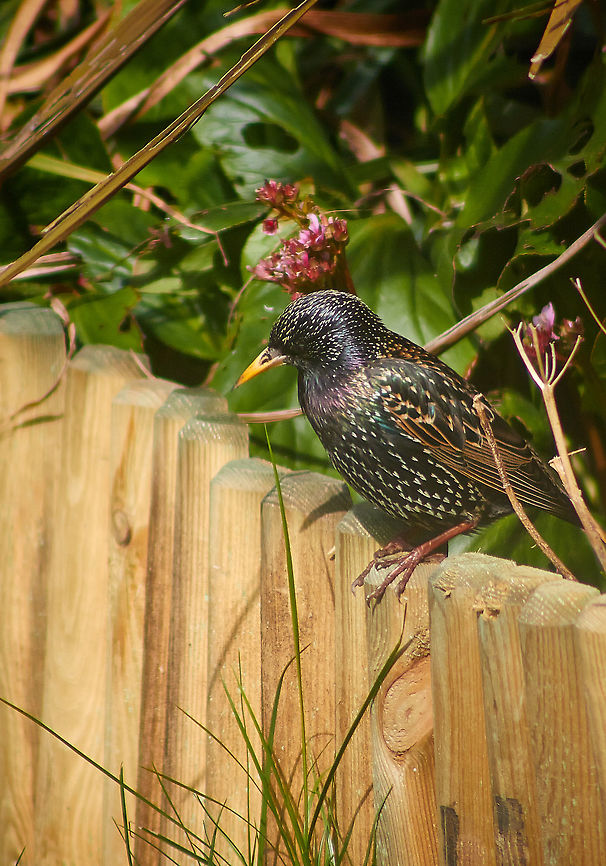 Adult Starling Starling Searching For Food in A Domestic Garden Common Starling,Sturnus vulgaris