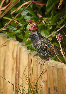 Adult Starling Starling Searching For Food in A Domestic Garden Common Starling,Sturnus vulgaris