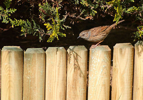 Juvenile Starling Juvenile Starling Searching For Food in A Domestic Garden Common Starling,Sturnus vulgaris