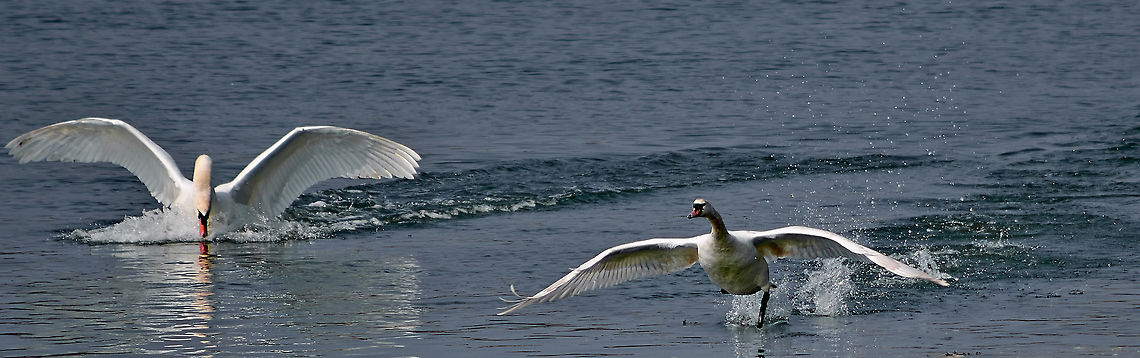 landing swans Mute Swans landing in The River. Cygnus olor,Mute Swan