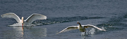 landing swans Mute Swans landing in The River. Cygnus olor,Mute Swan