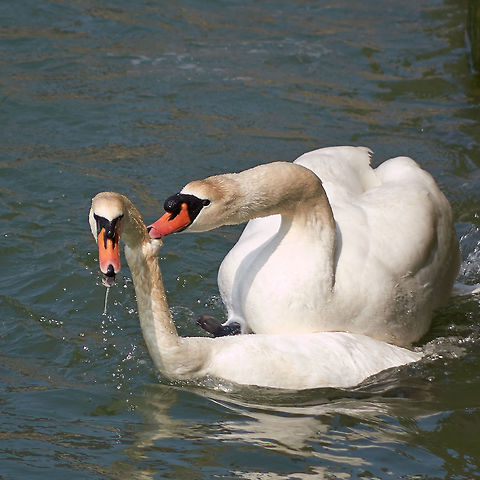Swan fight Mute swans Fighting Cygnus olor,Mute Swan