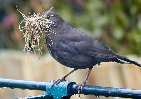 Blackbird Blackbird Gathering Material For Building A Nest, in The Rain. Common Blackbird,Turdus merula