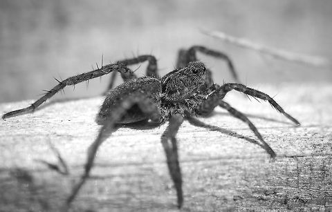 Wolf Spider A macro Monochrome  of a Jumping Spider, seen on a domestic garden fence (about 1cm long) Pardosa amentata,Spotted wolf spider