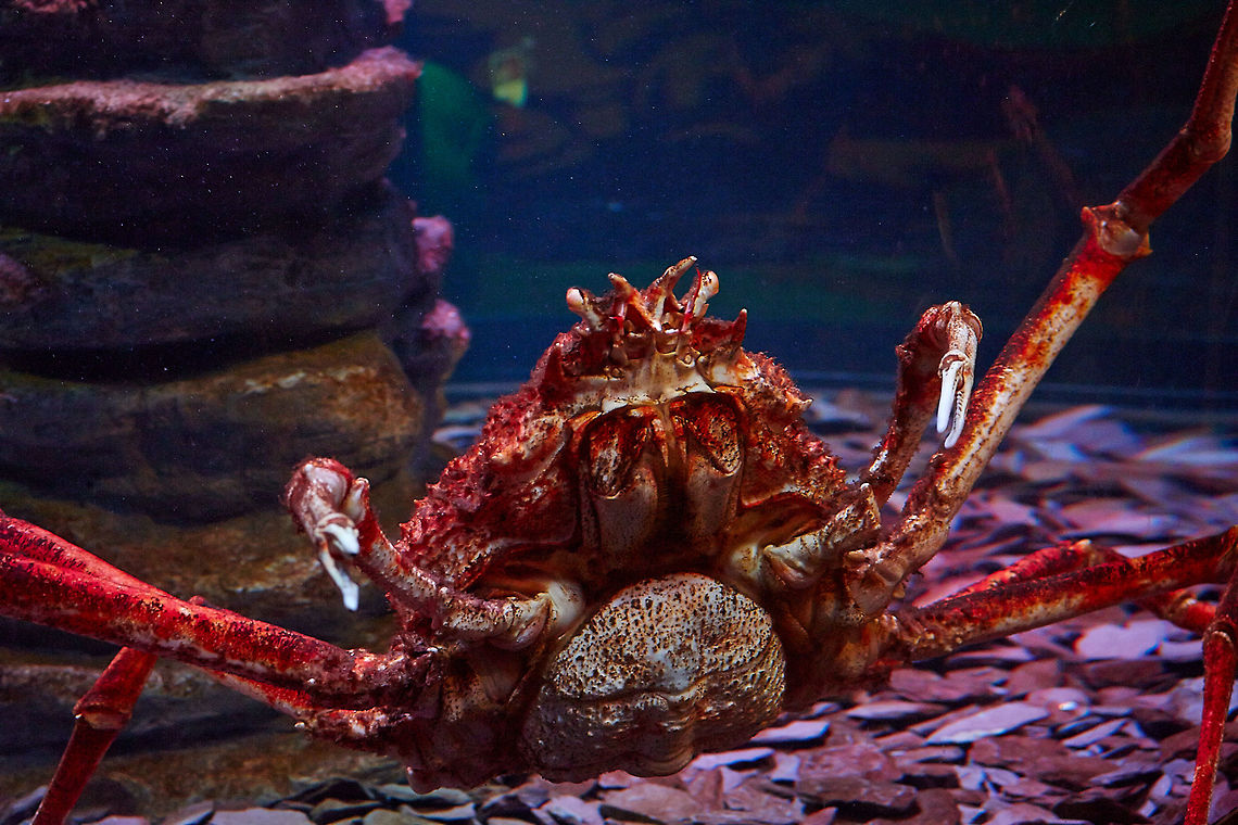Japanese Spider Crab in captivity, London Japanses Spider Crab in Captivity. Japanese spider crab,Macrocheira kaempferi