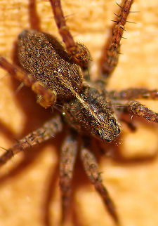 wolf spider  Pardosa amentata,Spotted wolf spider