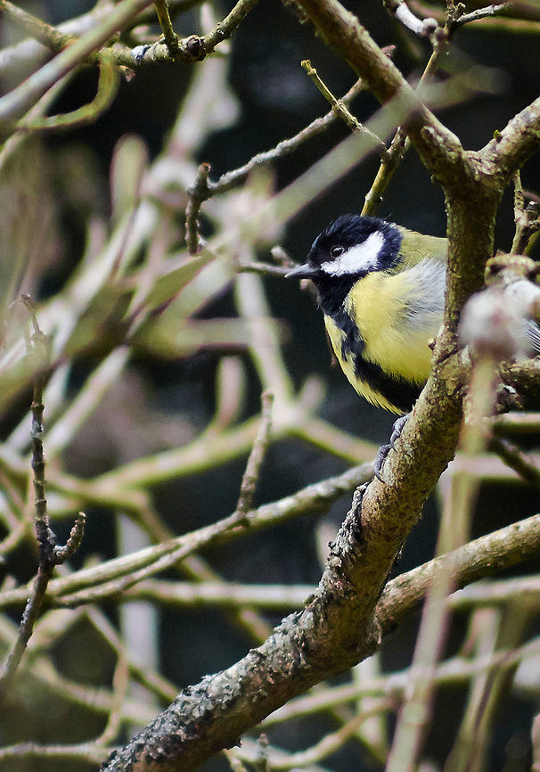 Great Tit Great tit Sitting in A tree Great Tit,Parus major
