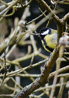 Great Tit Great tit Sitting in A tree Great Tit,Parus major