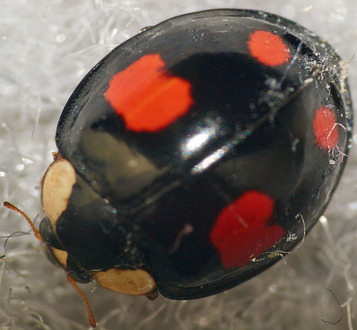 Harlequin ladybird  Coccinellidae,Harlequin ladybird,Harmonia axyridis