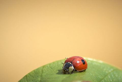 Two-Spot ladybird  Adalia bipunctata,Two-spotted lady beetle