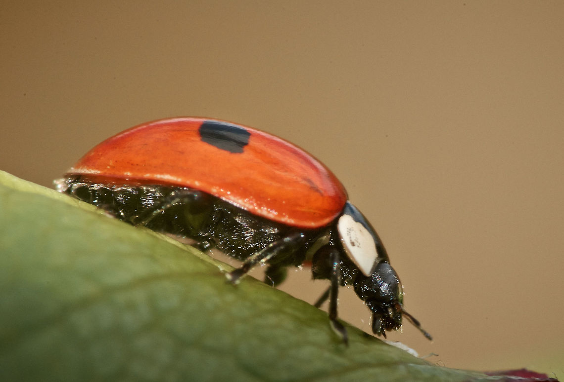Two Spot ladybird  Adalia bipunctata,Two-spotted lady beetle