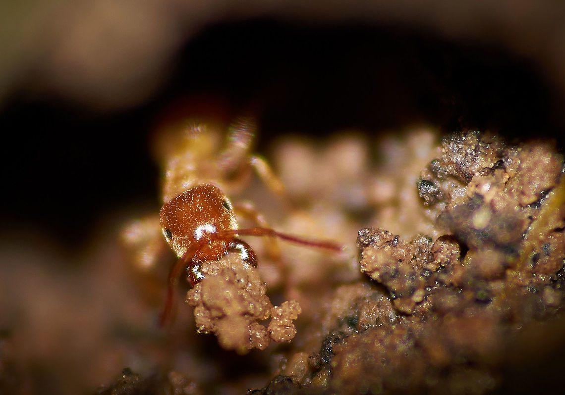 Yellow Meadow Ant Ant moving mud to build a nest. Lasius flavus,Yellow meadow ant
