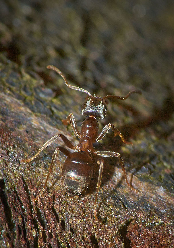 Common Garden Ant  Black garden ant,Lasius niger